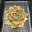 Echeveria sp. 3" Succulent Plant