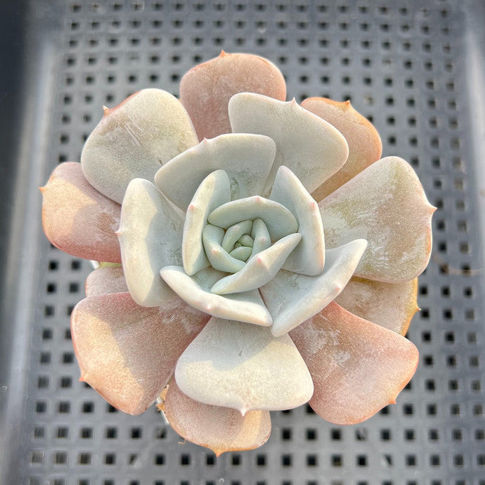 Echeveria 'Milk Purple' 3"-4" Changhee Hybrid succulent Plant