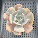 Echeveria 'Milk Purple' 3"-4" Changhee Hybrid succulent Plant