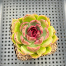 Echeveria sp. 2"-3" Succulent Plant