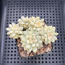 Echeveria sp. Variegated 2" Succulent Plant