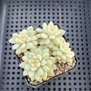 Echeveria sp. Variegated 2" Succulent Plant