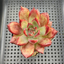 Echeveria Agavoides 'Romeo Rubin' 2" Succulent Plant