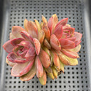 Echeveria 'Lunatic' 3"-4" Flower Village Original Hybrid Succulent Plant