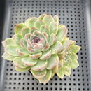 Echeveria 'Jade Bead' 3" Succulent Plant