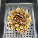 Echeveria sp. 3" Succulent Plant