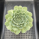 Echeveria 'Hearts Choice' 3" Succulent Plant