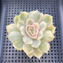 Echeveria 'Onslow' Variegated 2" Succulent Plant