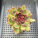 Echeveria 'Rosa Pink' 1"-2" Succulent Plant