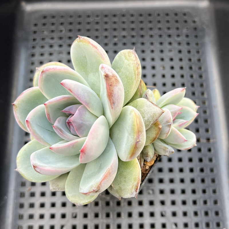 Echeveria 'Blue Mountain' 3" Double Head Succulent Plant