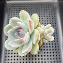 Echeveria 'Blue Mountain' 3" Double Head Succulent Plant