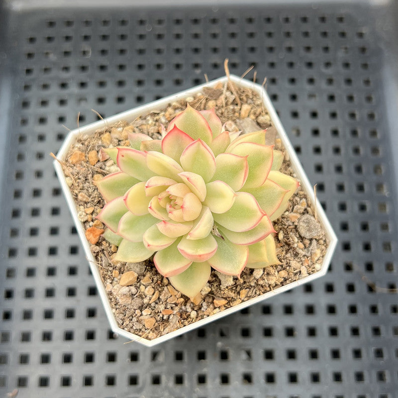 Echeveria 'Mebina' Variegated 2" Succulent Plant