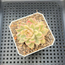 Echeveria 'Mebina' Variegated 2" Succulent Plant