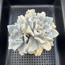 Echeveria Lilacina 'Crispate Beauty' 3"-4" Large Double Head Succulent Plant