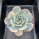 Echeveria 'Laurensis' 3"-4" Succulent Plant
