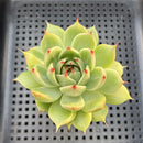 Echeveria 'Toscanelli' 2" Succulent Plant