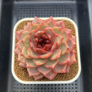 Echeveria 'Cherry Wood' 4" Succulent Plant Cutting