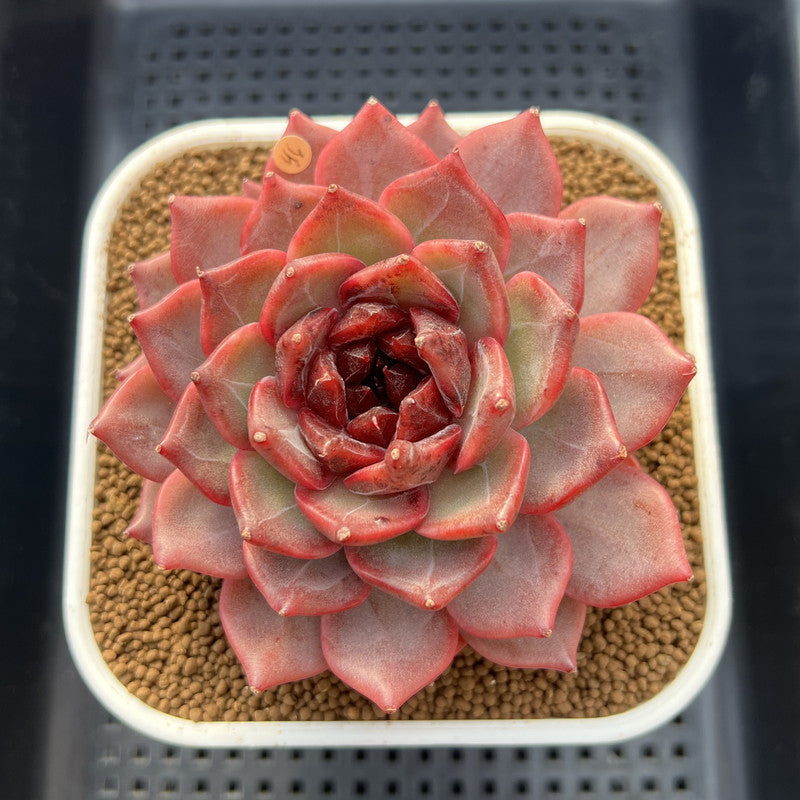 Echeveria 'Cherry Wood' 4" Succulent Plant Cutting