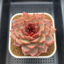 Echeveria 'Cherry Wood' 4" Succulent Plant Cutting