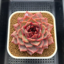Echeveria 'Cherry Wood' 4" Succulent Plant Cutting