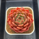 Echeveria 'The Invincible East' 4"-5" Large Succulent Plant Cutting