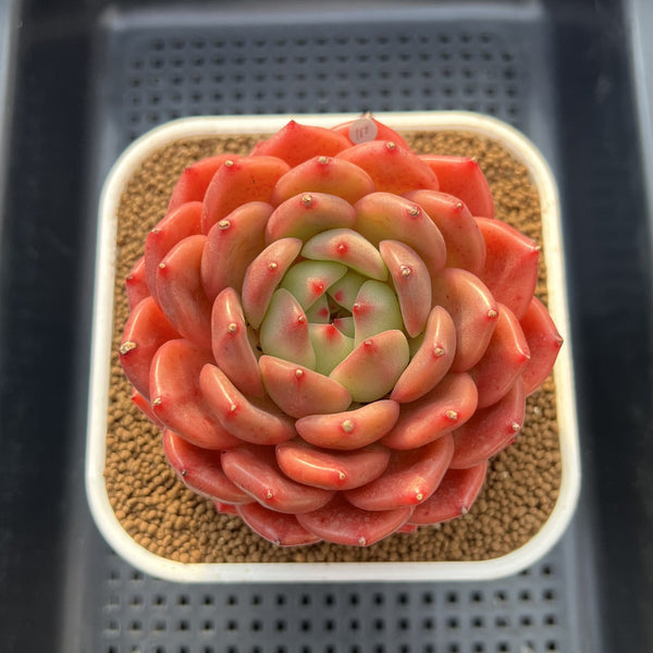 Echeveria 'The Invincible East' 4