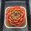 Echeveria 'The Invincible East' 4"-5" Large Succulent Plant Cutting