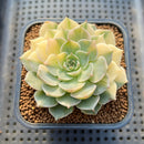 Echeveria Halbingeri Variegated 2" Succulent Plant Cutting