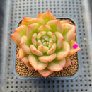 Echeveria 'Chanel' 3" Succulent Plant Cutting