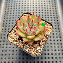 Echeveria 'Toscanelli' 1" Succulent Plant