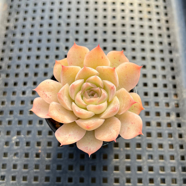 orange yellow succulent Echeveria 'Orange Bar' 1"-2" Succulent Plant – True Succulents Plant Co