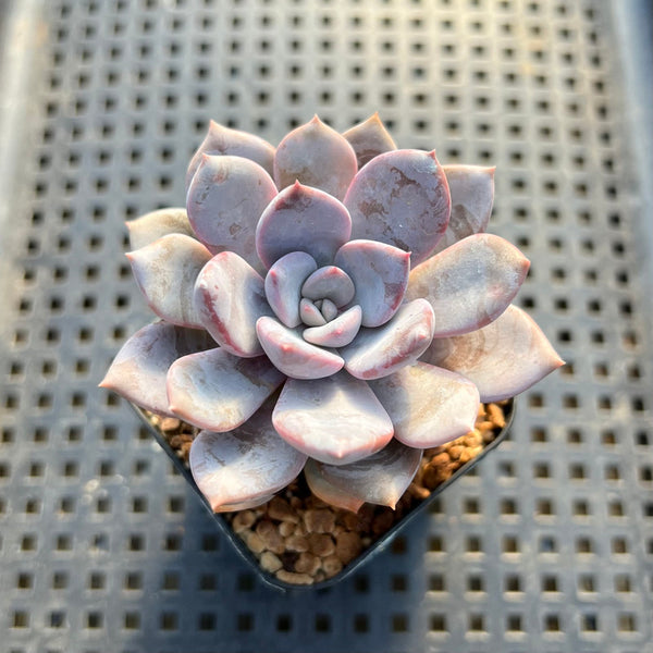 succulent plant for sale Echeveria 'Icy Purple' 2"-3" Succulent Plant