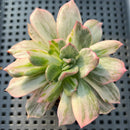 Echeveria 'Pink Prince' (Variegated Black Prince Variant) 2"-3" Succulent Plant