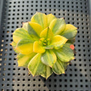 Echeveria 'Black Prince' Variegated 2"-3" Succulent Plant