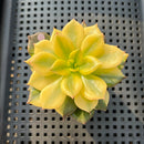 Echeveria 'Black Prince' Variegated 2"-3" Succulent Plant