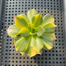 Echeveria 'Black Prince' Variegated 2"-3" Succulent Plant