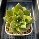 Echeveria 'Leopard' Variegated 4"-5" Large Succulent Plant