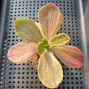 Echeveria 'Fimbriata' Variegated AKA 'Fasciculata' 2" Succulent Plant