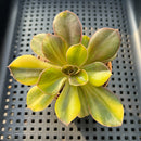 Echeveria 'Black Rose' Variegated (100% Grown In House) 2"-3" Succulent Plant