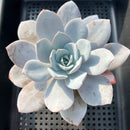 Echeveria 'White Lotus' 4" Succulent Plant