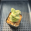 Crassula 'Moonglow' Variegated 1" Succulent Plant