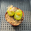 Conophytum Maughanii (Set of 2) 2" Succulent Plant
