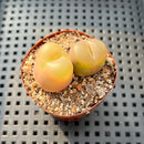 Conophytum Maughanii (Set of 2) 2" Succulent Plant