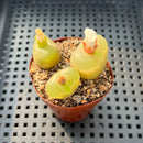 Conophytum Maughanii (Set of 3) 2" Succulent Plant