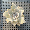Echeveria Lilacina 'Crispate Beauty' 2" Succulent Plant