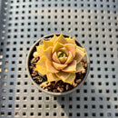 Echeveria 'Mysterious Rose' 1"-2” Succulent Plant