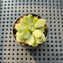 Echeveria 'Olivia' Variegated 1"-2" Succulent Plant