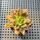 Echeveria 'Silver Prince' Variegated 1"-2" Succulent Plant