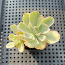 Echeveria 'Berkley Light' Variegated 2” Succulent Plant