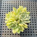 Echeveria 'Humilis' Variegated 2" Succulent Plant